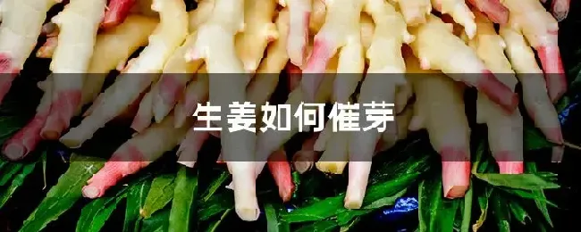 生姜如何催芽