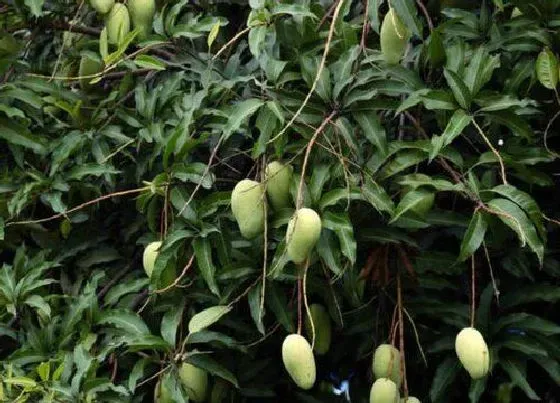 种植前景|种植芒果赚钱吗 种一亩芒果有多少利润