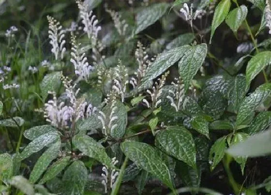 中药材|荒山种植什么药材好 荒山栽什么药材有价值