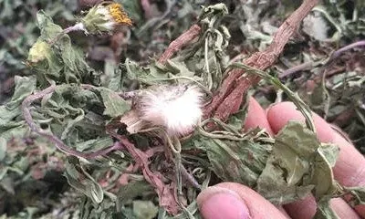 鲜蒲公英怎么晒干 鲜蒲公英晒干方法技巧
