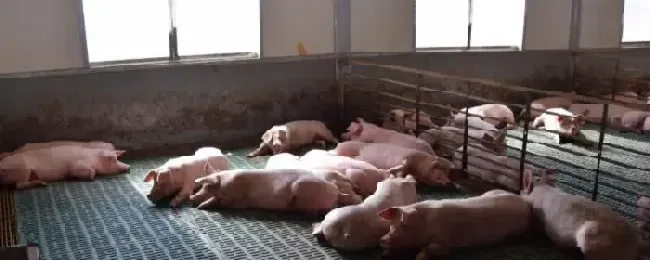 猪用电热板一般多少瓦用什么材质的好