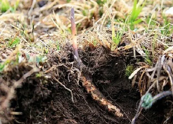 种植前景|虫草种植条件 适合在什么地方