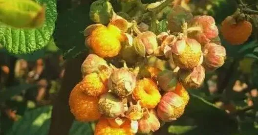 黄泡根泡酒有什么作用