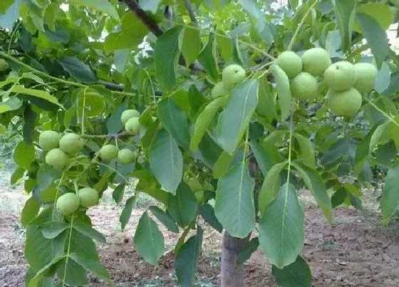 种植前景|核桃什么时候收获 每年几月份收获