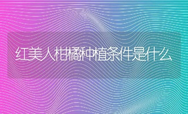 红美人柑橘种植条件是什么 | 养殖资讯