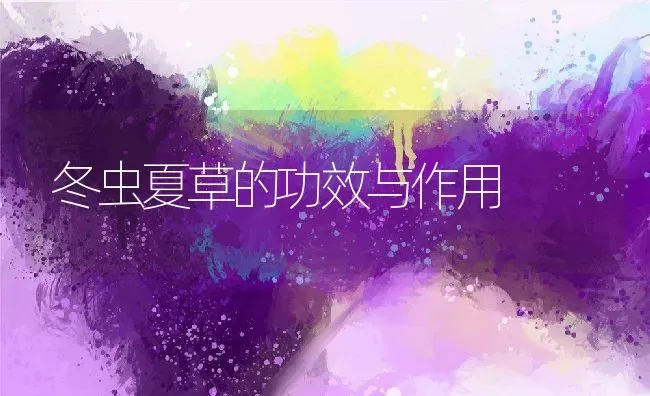 冬虫夏草的功效与作用 | 养殖资料投稿