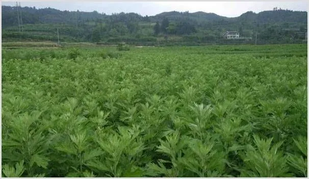 种植艾草有利润吗？市场售价如何？（附利弊分析） | 致富养殖项目