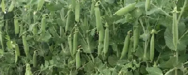 豌豆零下几度能种豌豆种植技术与管理