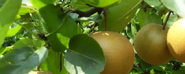 黄冠梨成熟时间？