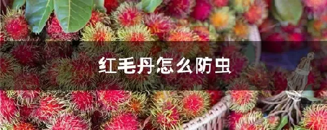 红毛丹怎么防虫