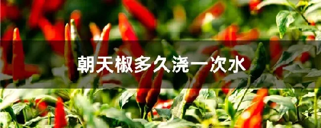 朝天椒多久浇一次水