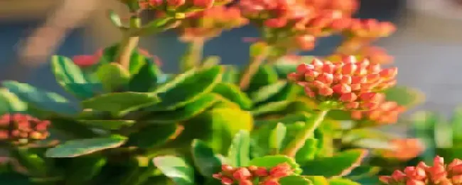 长寿花夏天怎么浇水