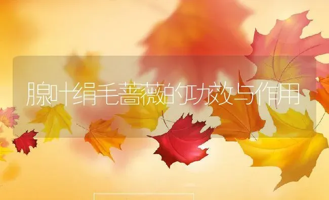 腺叶绢毛蔷薇的功效与作用 | 养殖资料投稿