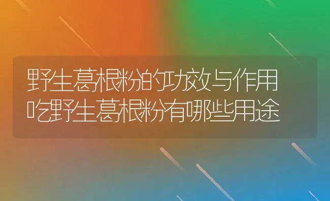 野生葛根粉的功效与作用 吃野生葛根粉有哪些用途 | 养殖资料投稿