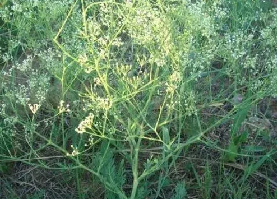 中药材|旱地种什么药材最赚钱（农村旱地栽种抗旱产量高药材）