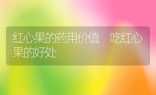 红心果的药用价值 吃红心果的好处 | 养殖资料投稿