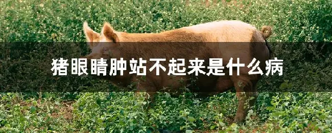 猪眼睛肿站不起来是什么病