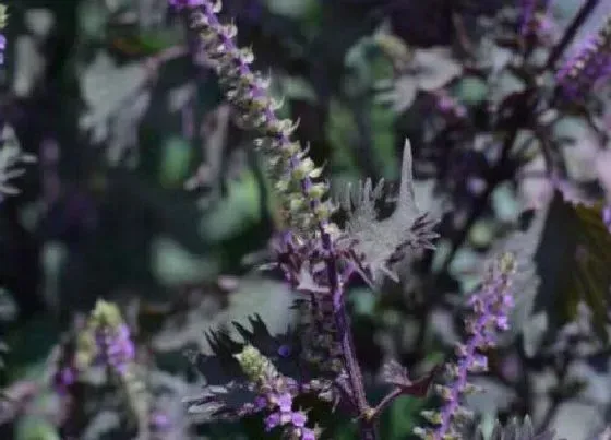 种植前景|紫苏亩产利润多少 紫苏种植每亩效益多少