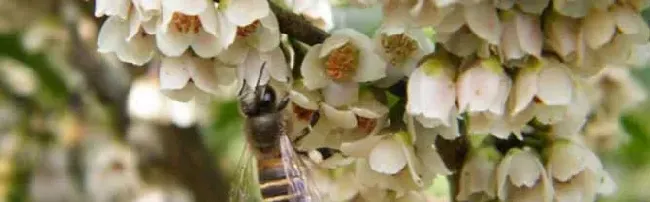 柃木(野桂花)流蜜规律有哪些？