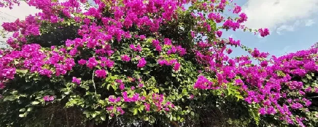 三角梅是否有毒？