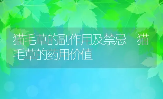 猫毛草的副作用及禁忌 猫毛草的药用价值 | 养殖资料投稿