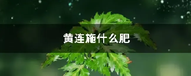 黄连施什么肥