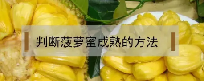 判断菠萝蜜成熟的方法