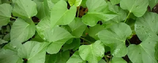 红薯叶可不可以生吃？