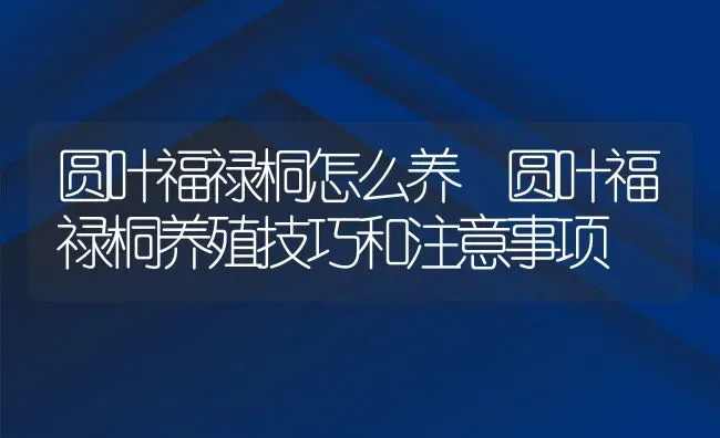 圆叶福禄桐怎么养 圆叶福禄桐养殖技巧和注意事项 | 养殖资料投稿