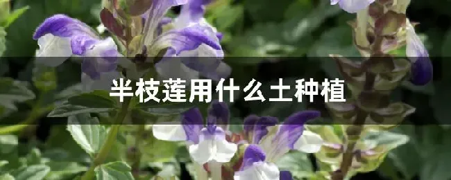 半枝莲用什么土种植