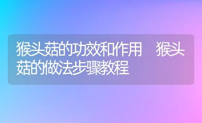 猴头菇的功效和作用 猴头菇的做法步骤教程 | 养殖资料投稿