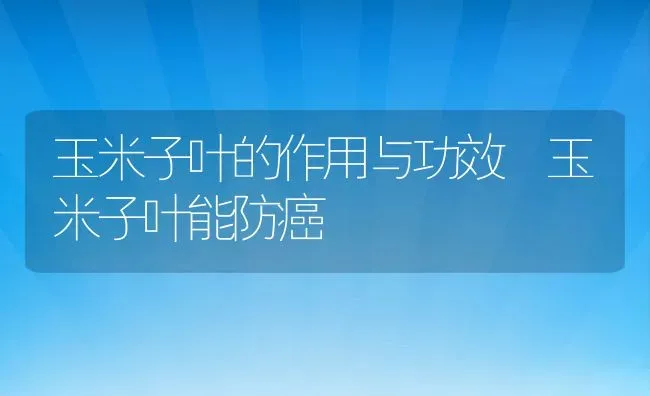 玉米子叶的作用与功效 玉米子叶能防癌 | 养殖资料投稿