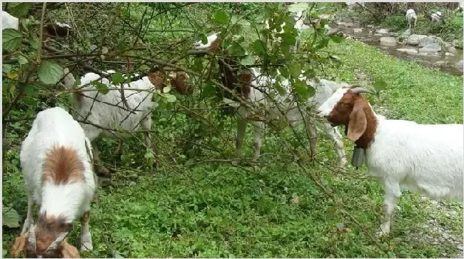 养羊的利润与成本 养羊的前景怎么样？ | 致富养殖项目