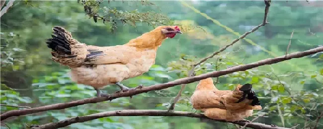 土黄鸡是什么鸡