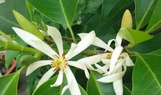 白兰花的养殖方法和注意事项有哪些