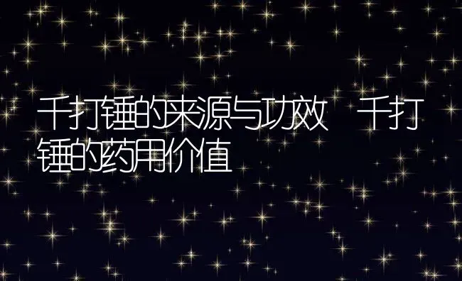 千打锤的来源与功效 千打锤的药用价值 | 养殖资料投稿