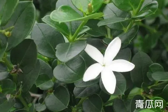 铁茉莉的养殖方法 铁茉莉掉叶子怎么回事