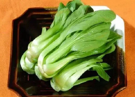 蔬菜|油菜和菜苔是一种菜吗