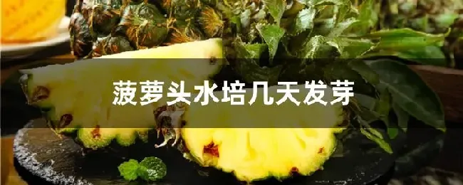 菠萝头水培几天发芽