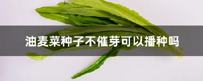 油麦菜种子不催芽可以播种吗