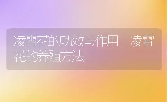 凌霄花的功效与作用 凌霄花的养殖方法 | 养殖资料投稿