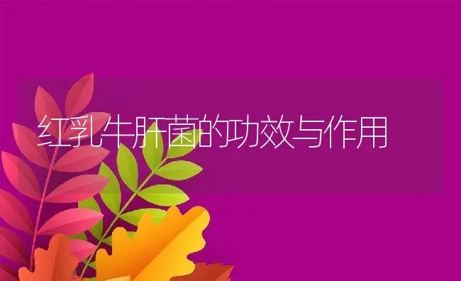红乳牛肝菌的功效与作用 | 养殖资料投稿