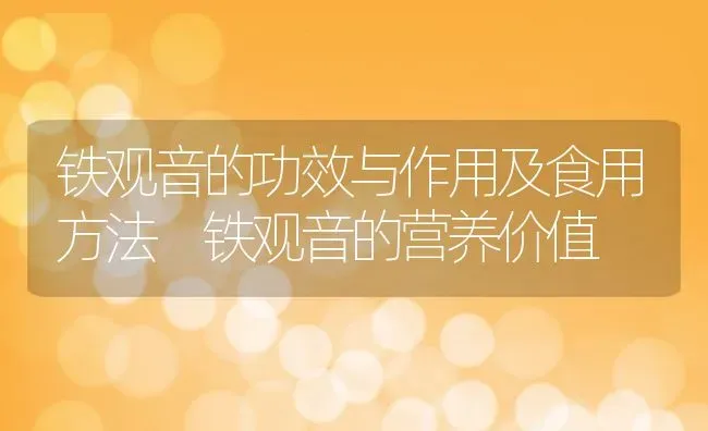 铁观音的功效与作用及食用方法 铁观音的营养价值 | 养殖资料投稿