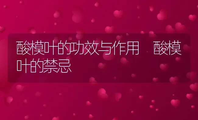 酸模叶的功效与作用 酸模叶的禁忌 | 养殖资料投稿