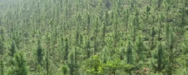 人工种植林容易发生病虫害吗人工种植林是什么意思