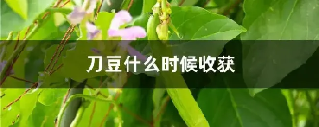 刀豆什么时候收获