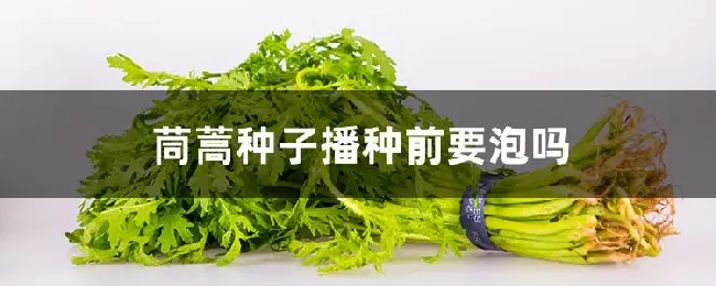 茼蒿种子播种前要泡吗