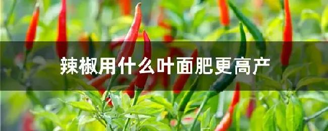 辣椒用什么叶面肥更高产