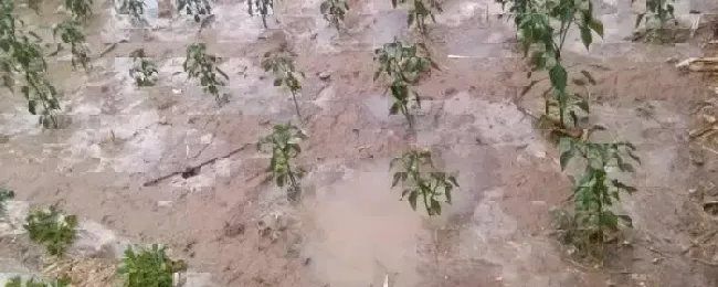 暴雨对农作物的危害可以申请国家补助吗