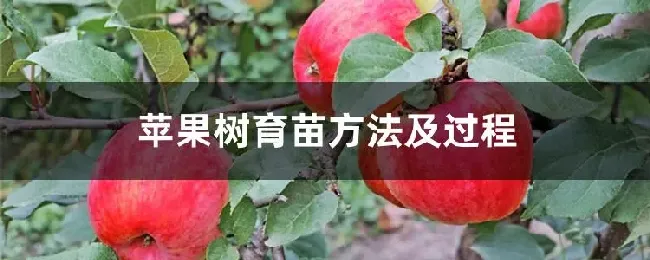 苹果树育苗方法及过程